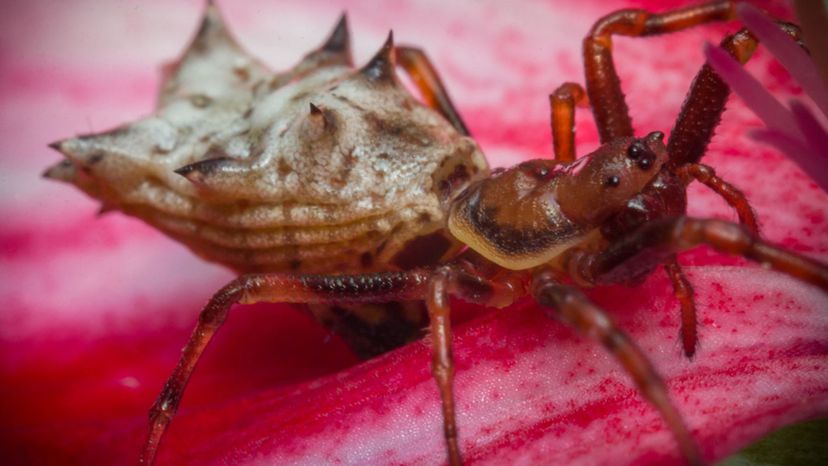 Spined Micrathena Spider