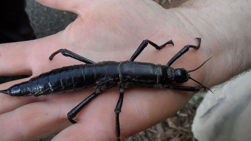 Lord_Howe_Island_stick_insect