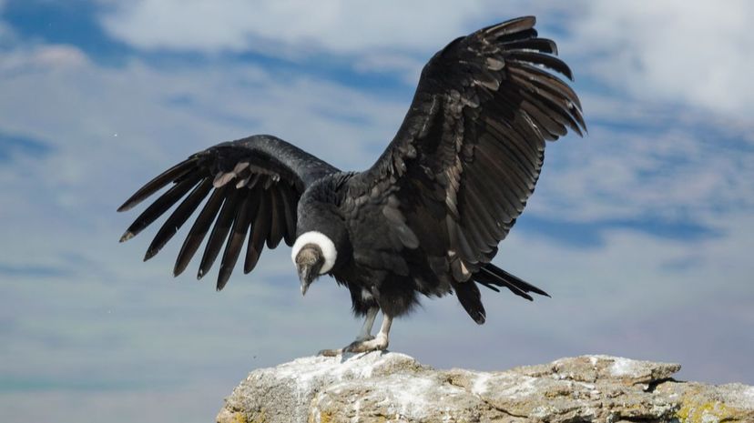 Andean Condor