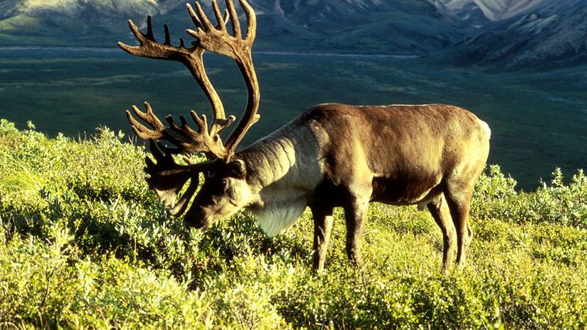 Wild Caribou