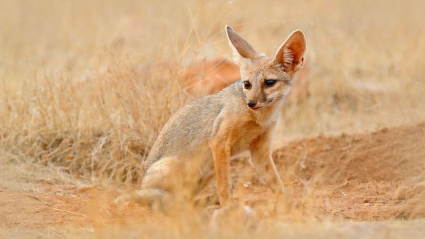 Bengal Fox