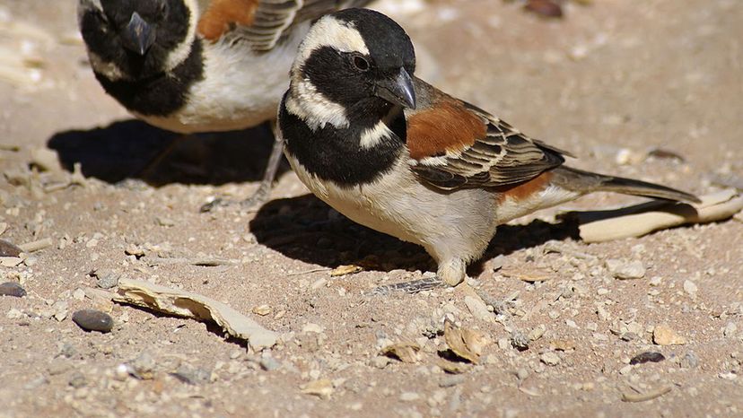 Cape Sparrows