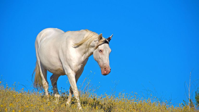 Tennessee Walking Horse