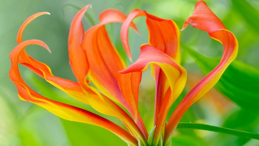 Glory lily