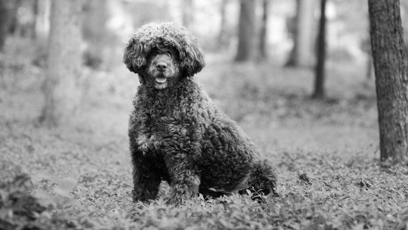 Portuguese Water Dog