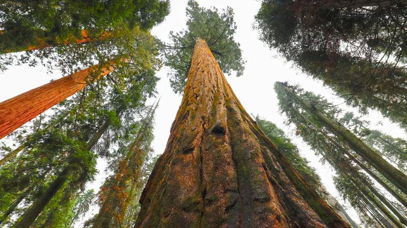 15 Tallest US Tree