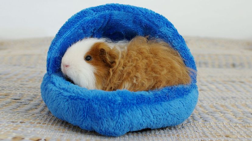 Guinea pig