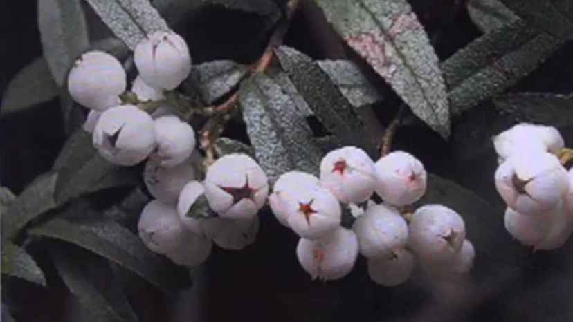 Snowberries