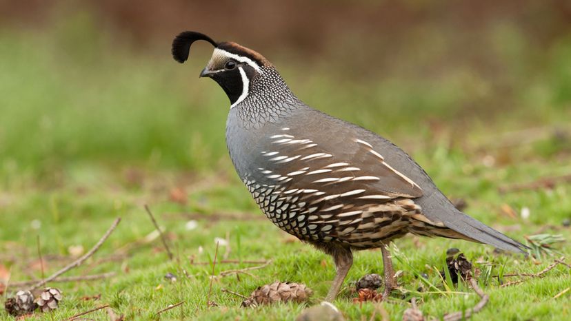 Quail