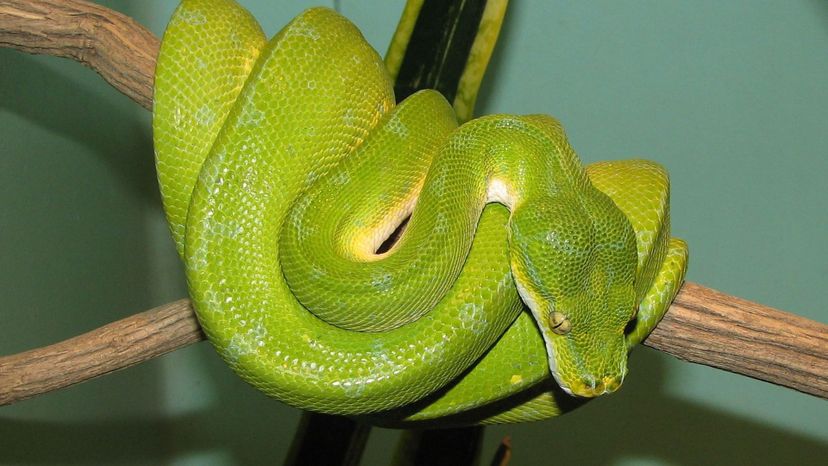 Green tree python