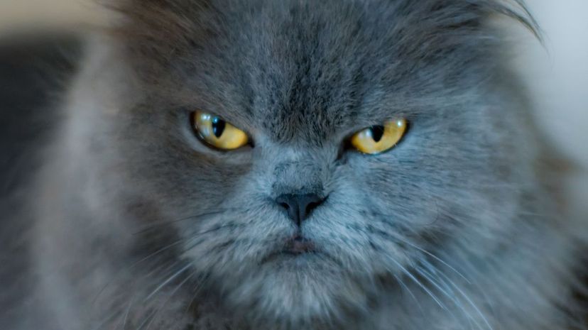 19 angry cat