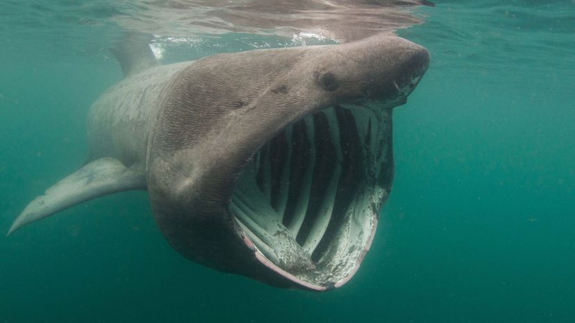 Basking Sharks