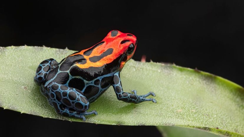 Dart Frog