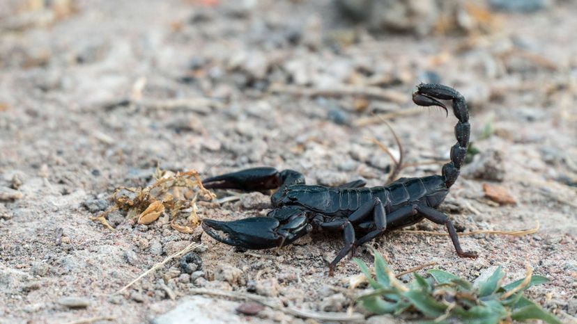 3 scorpion GettyImages-865293264