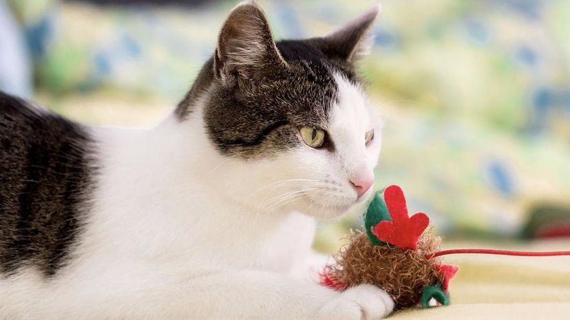 Cat with toy