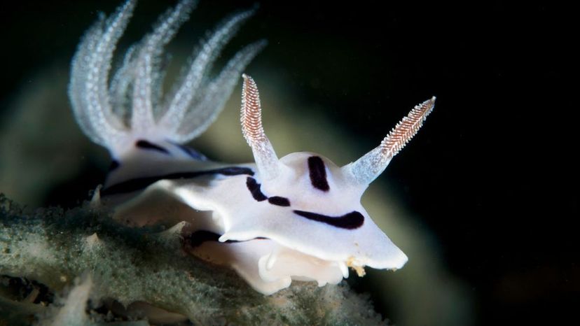 Blue Sea slug