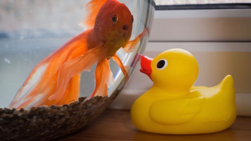 What Kind of Rubber Duckie Are You?
