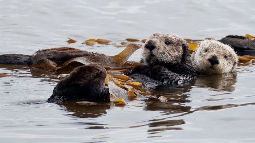 Marine otter