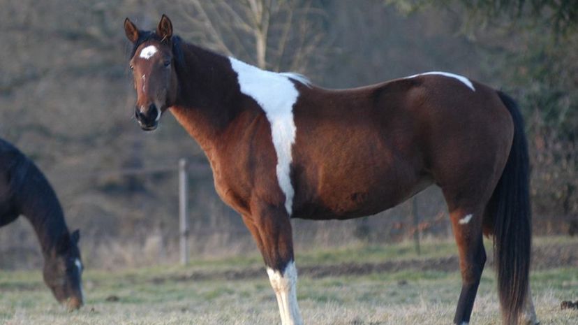 American Paint Horse