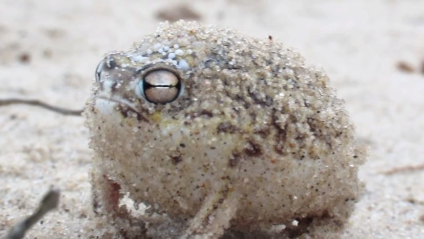 Desert rain frog