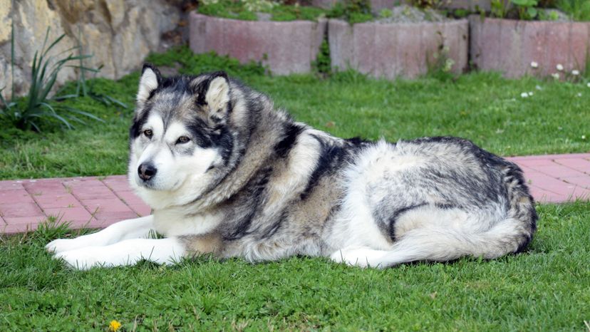 Alaskan Malamute