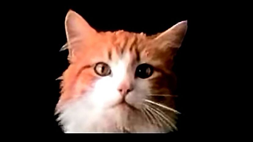 Meow Mix: Singing Cat (1972)