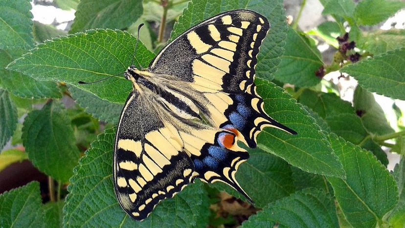 Eastern Tiger Swallowtail Butterfly