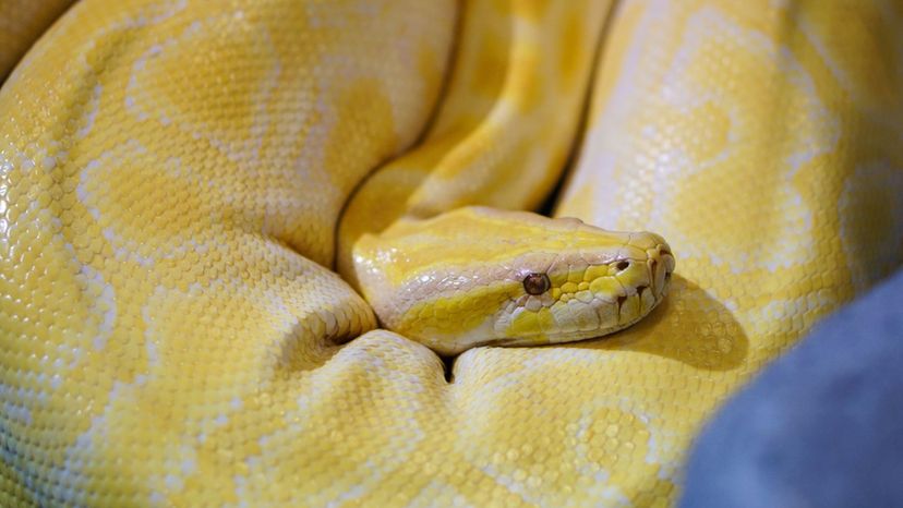 Yellow Anaconda