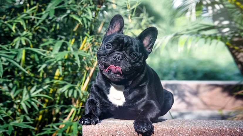 French Bulldog