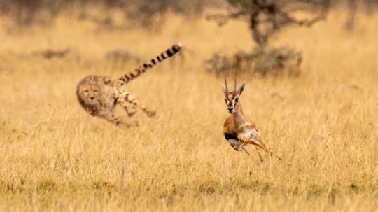 In the Animal Kingdom, Would You Be Predator or Prey?