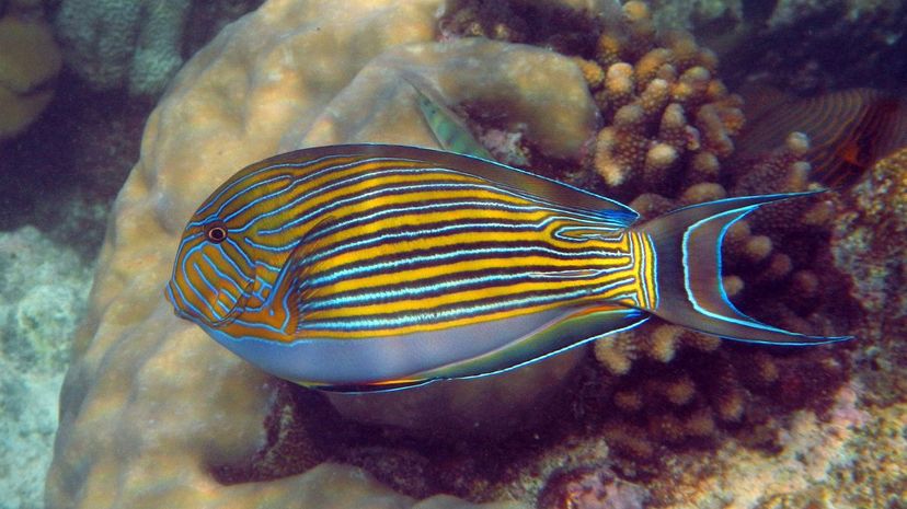 Striped Surgeonfish