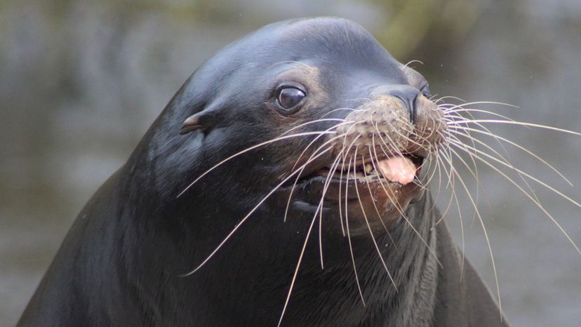 California Sea Lion