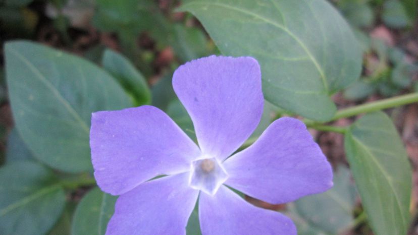 25 Lesser_Periwinkle_in_One_Mile_Park