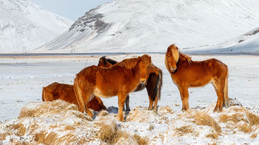 Icelandic Horse