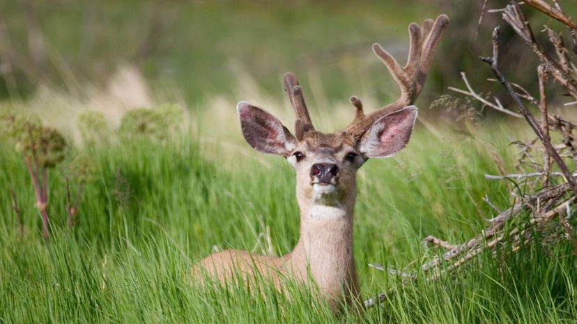 Mule Deer