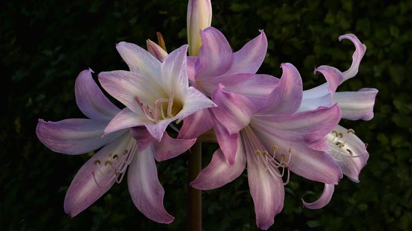 Belladonna Lily