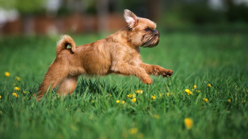 Brussels griffon