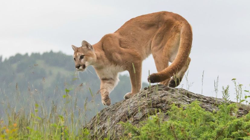 Cougar