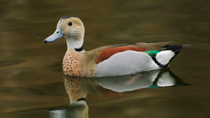 Ringed Teal