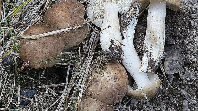 Fried Chicken Mushroom (Lyophyllum decastes)