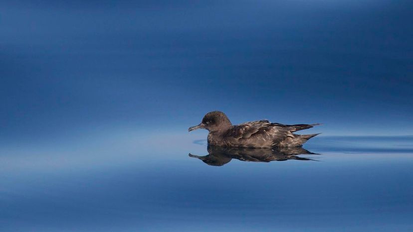 Sooty Shearwater (Puffinus_griseus)