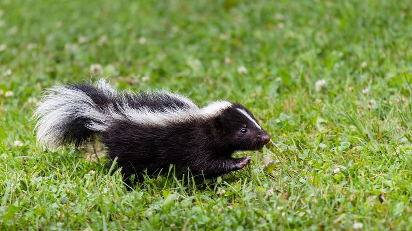 Skunk