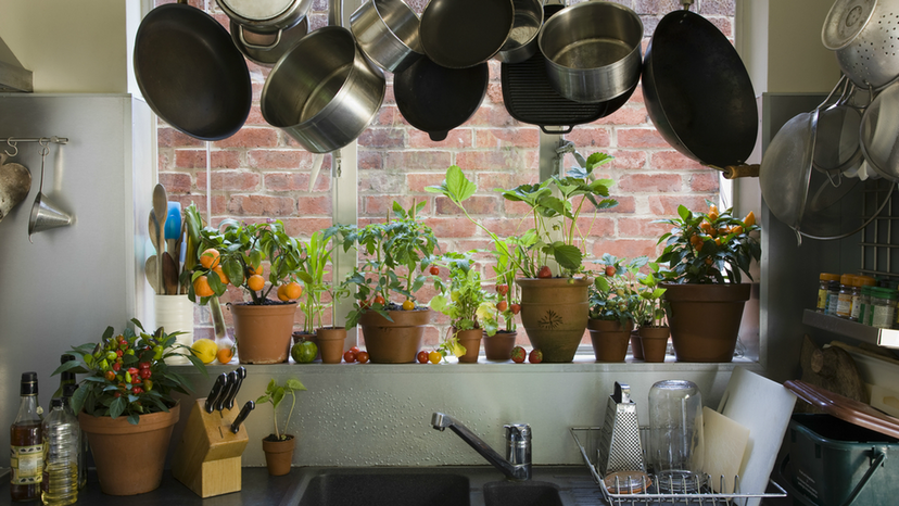 What Houseplant Should You Grow?