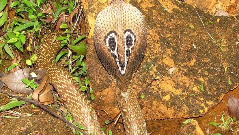 Spectacled Cobra