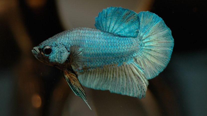 Siamese fighting fish