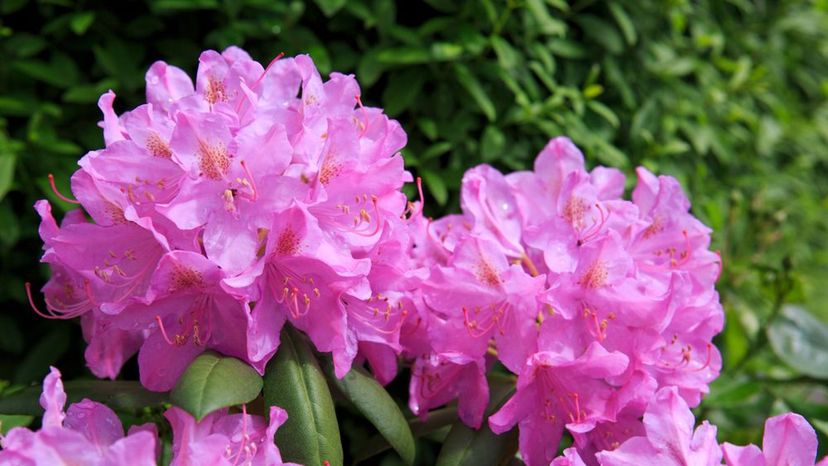 Rhododendrons