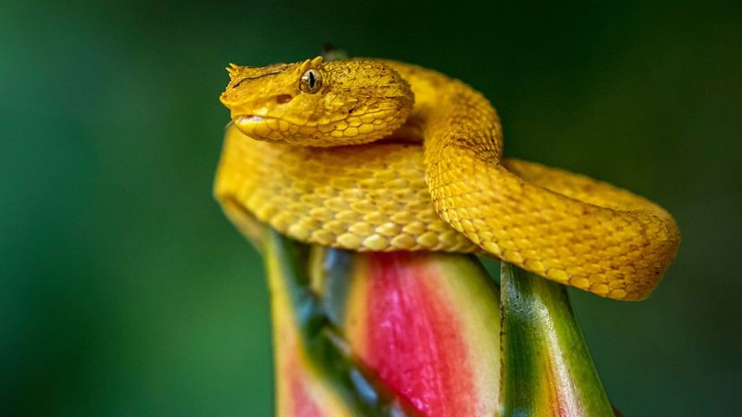 Eyelash viper