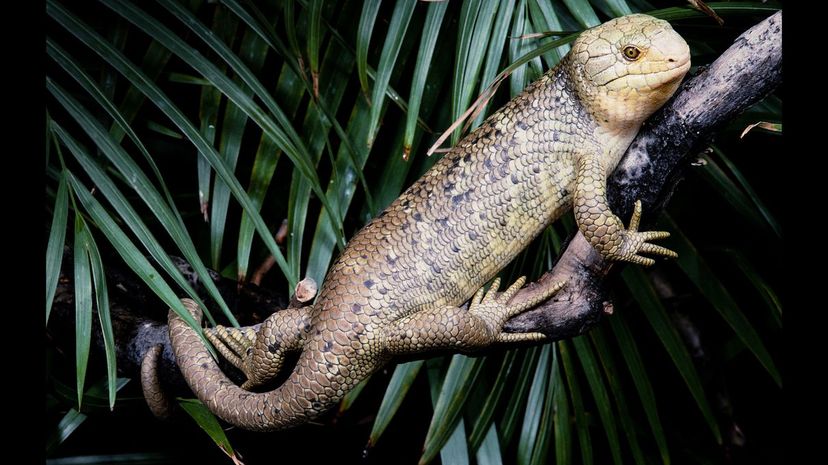 Monkey-Tailed Skink