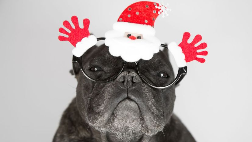 Q18-Dog Wearing Christmas Glasses