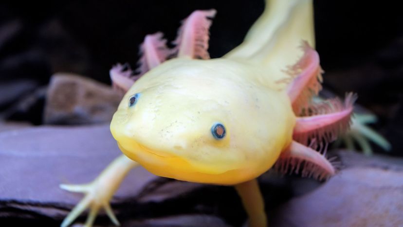Axolotl